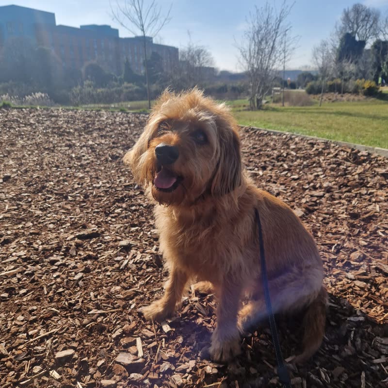 A scruffy tan terrier sits on a sunlit bark-chip park path with trees and buildings behind