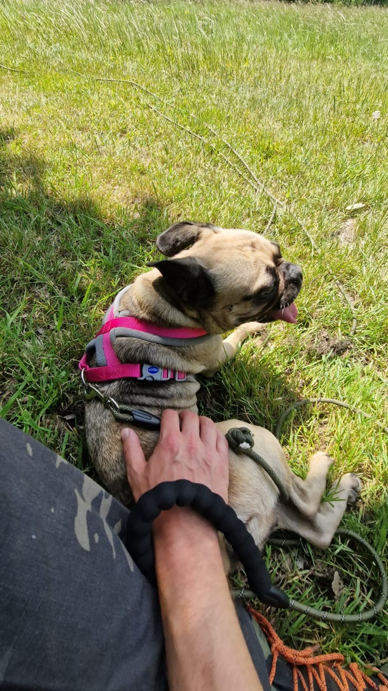 A pug in a pink harness rolls on the grass while a hand reaches in to fuss it