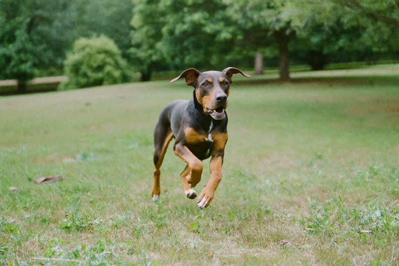 A dog trotting along a park path