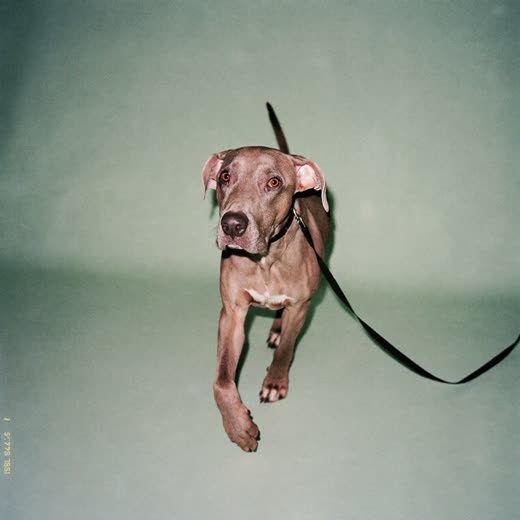 A dog on a lead walking towards the camera
