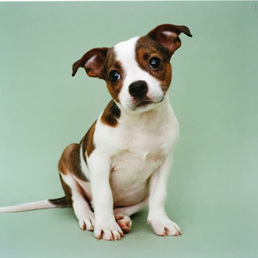 A small puppy sitting and looking at the camera